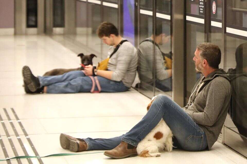 ללטף כלב ביד אחת, לאכול חיות בשנייה