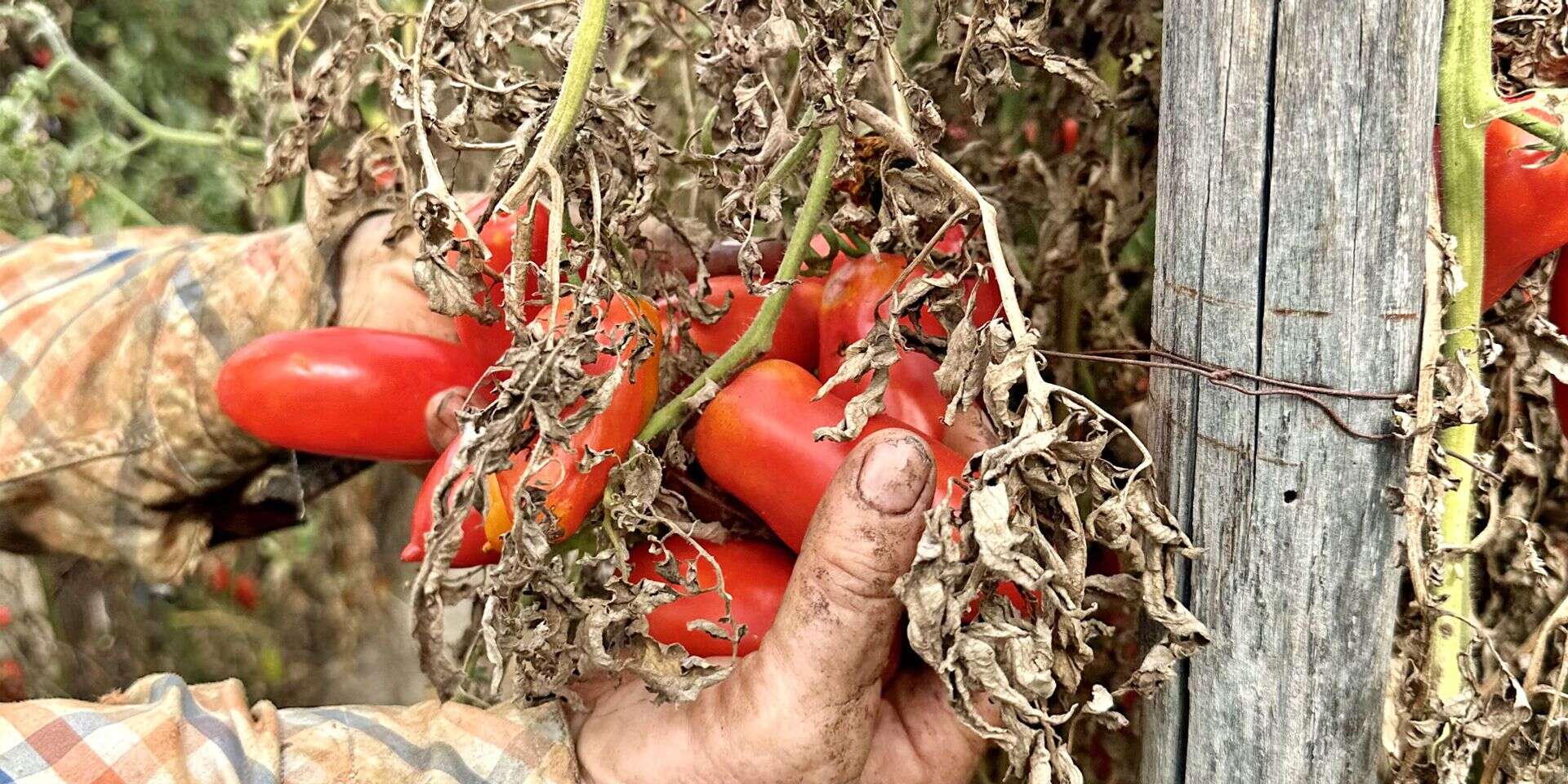 שיח עגבניית סן מרזנו בעת הקטיף. "אנחנו 'הרמס' של העגבניות, שומרים שלא תהיה עליהן שריטה" , איתי סובל