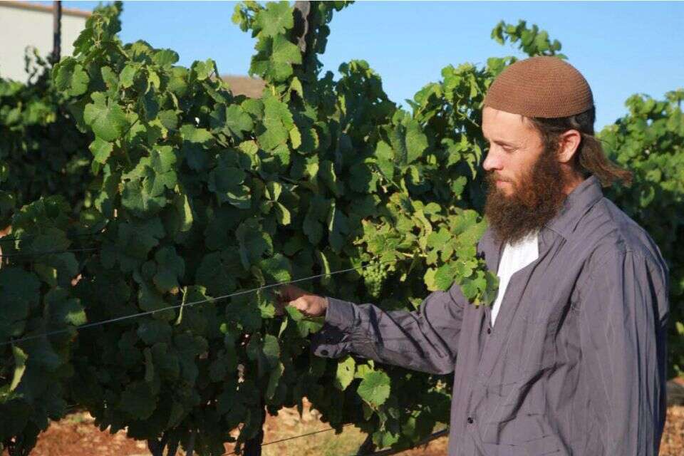נתי בכרם הגפנים. "מגיעות גם קבוצות מהחלק השמאלי של המפה" , אלנתן גוטווירט