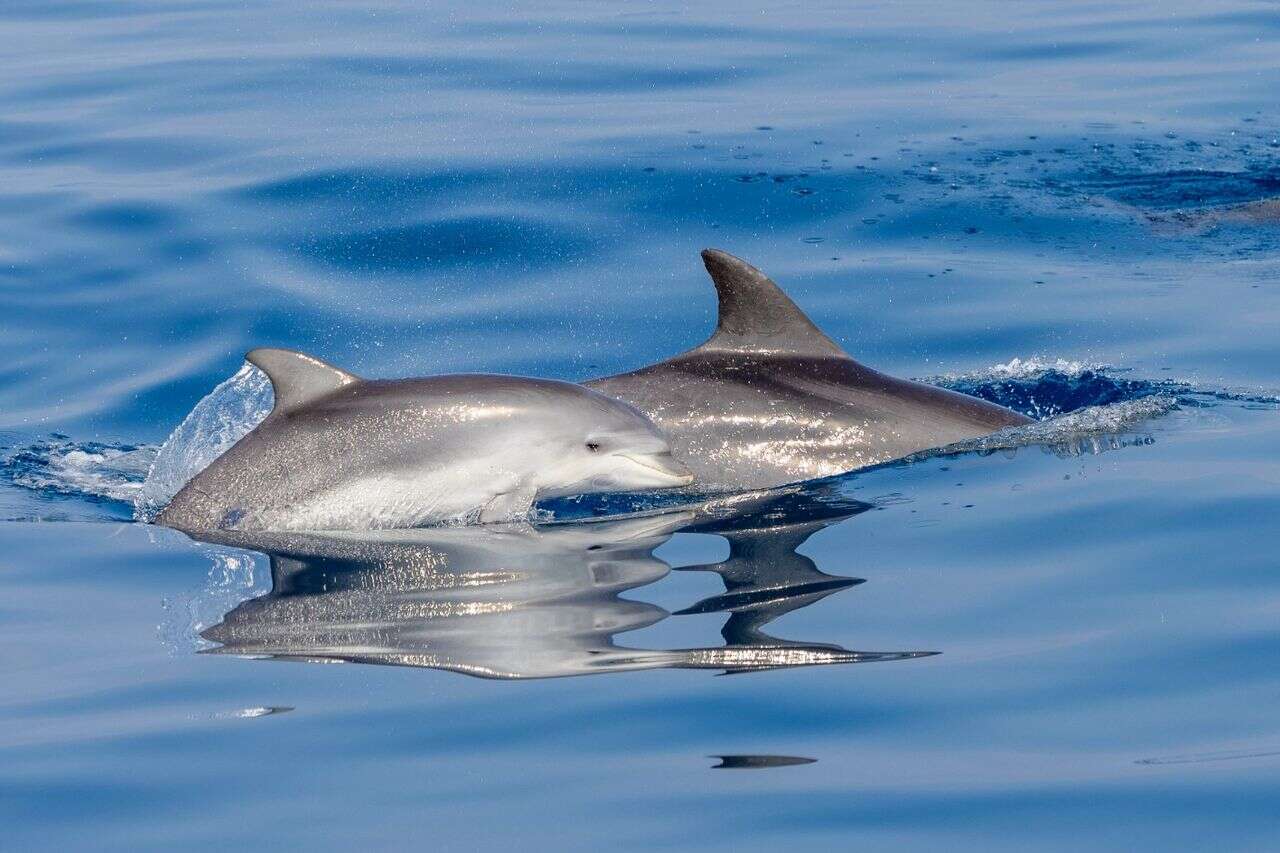 They are already here: these are the places where you can see dolphins