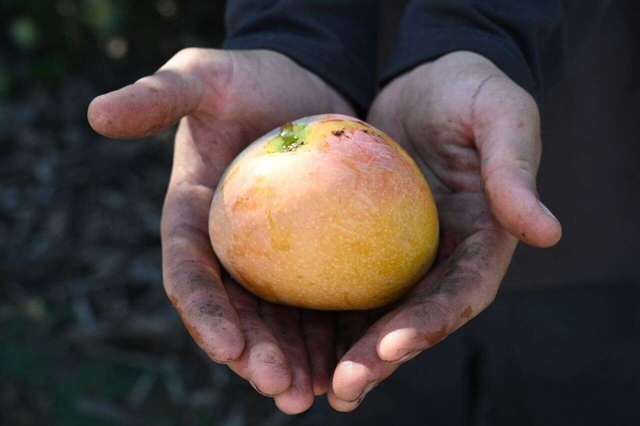 No dirt, no sticky hands: 5 ingenious ways to peel a mango