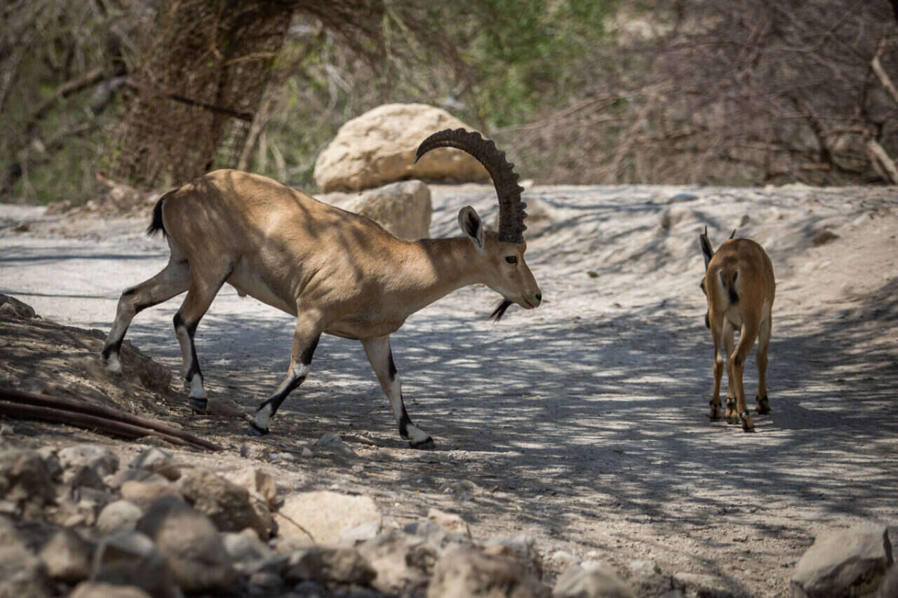 The expert warns: the new virus threatens the extinction of wild animals in Israel
