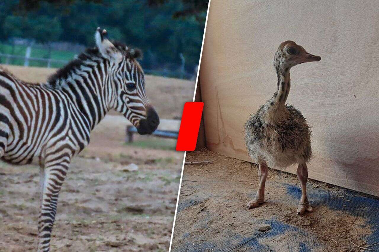 The most requested of all: the name chosen for the newly born zebra and ostrich