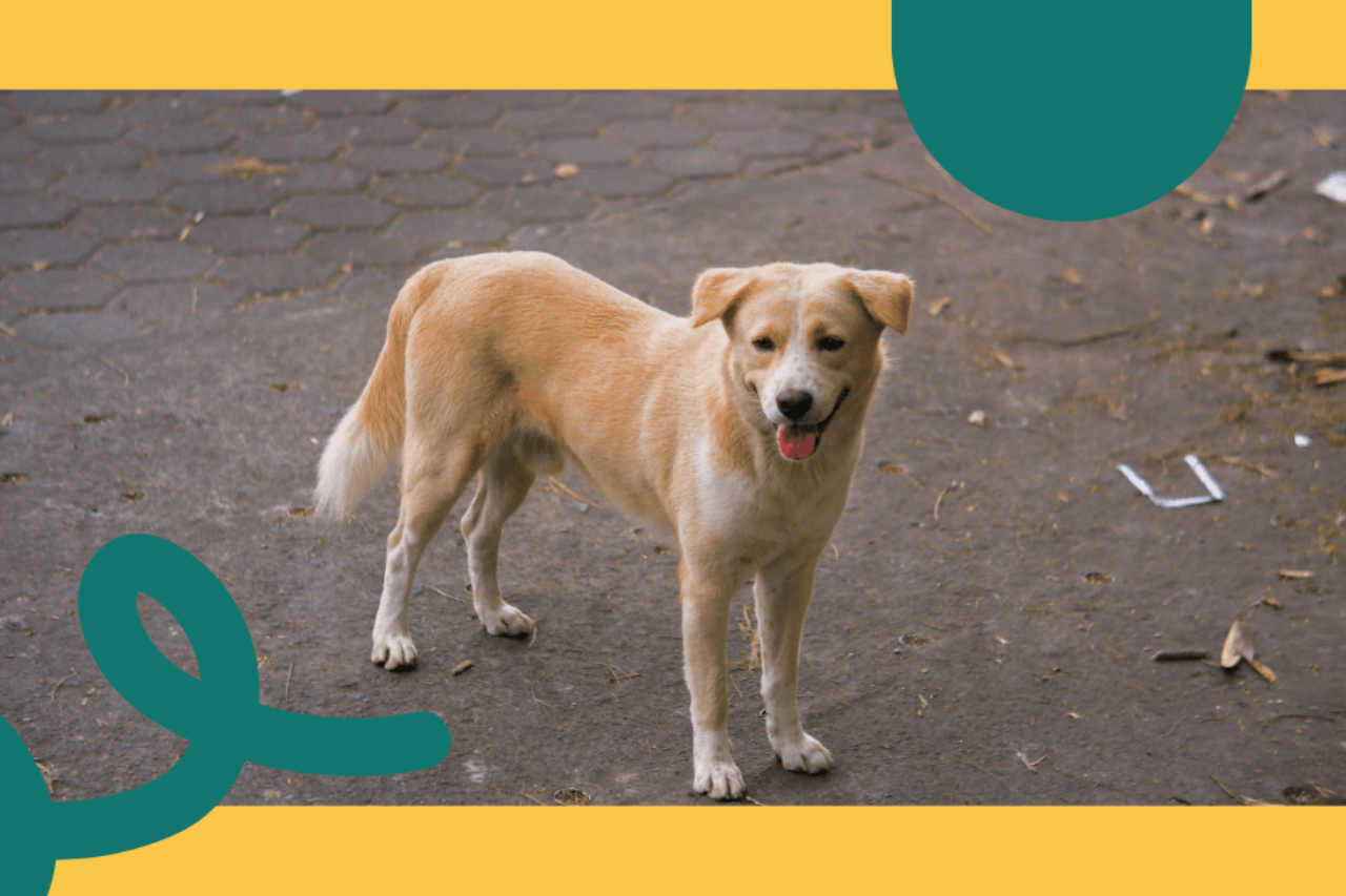How much does it really cost to insure your dog in 2026? The consumer guide that all dog owners in Israel must read