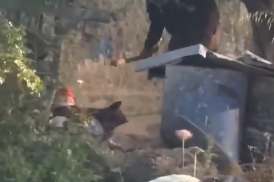 מכה כלב באכזריות בעזרת מקלות , אינסטגרם