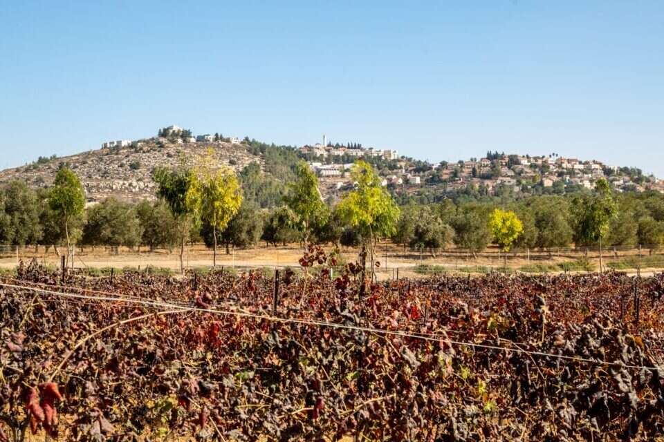 היישוב "כרמי עוז" , שגיב כהן