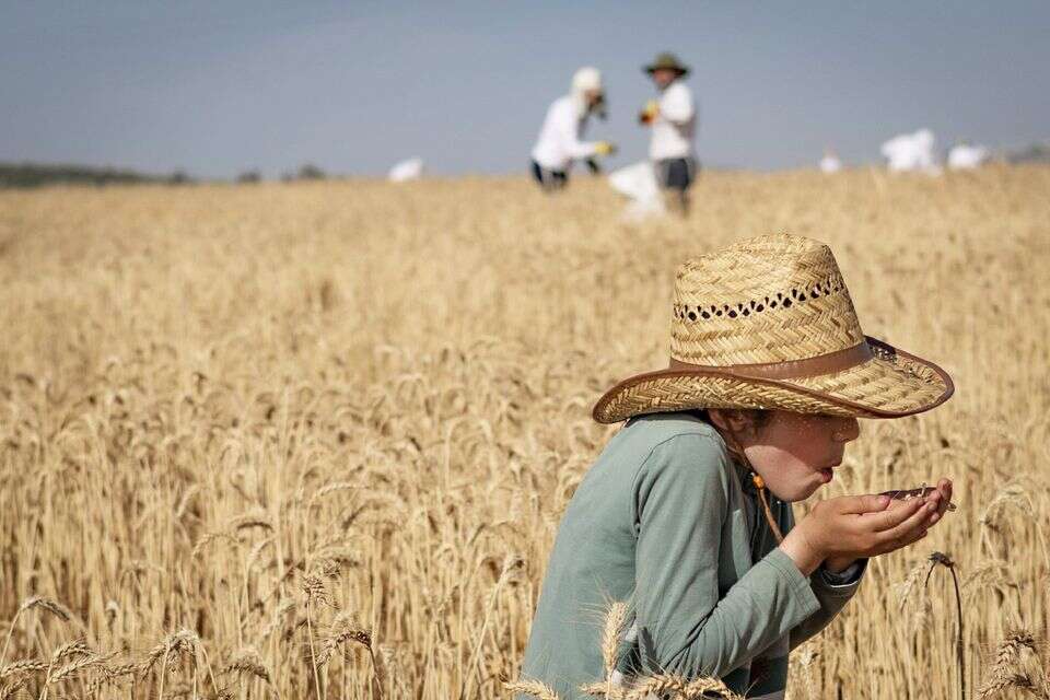 קציר חיטים השבוע במבוא חורון , 