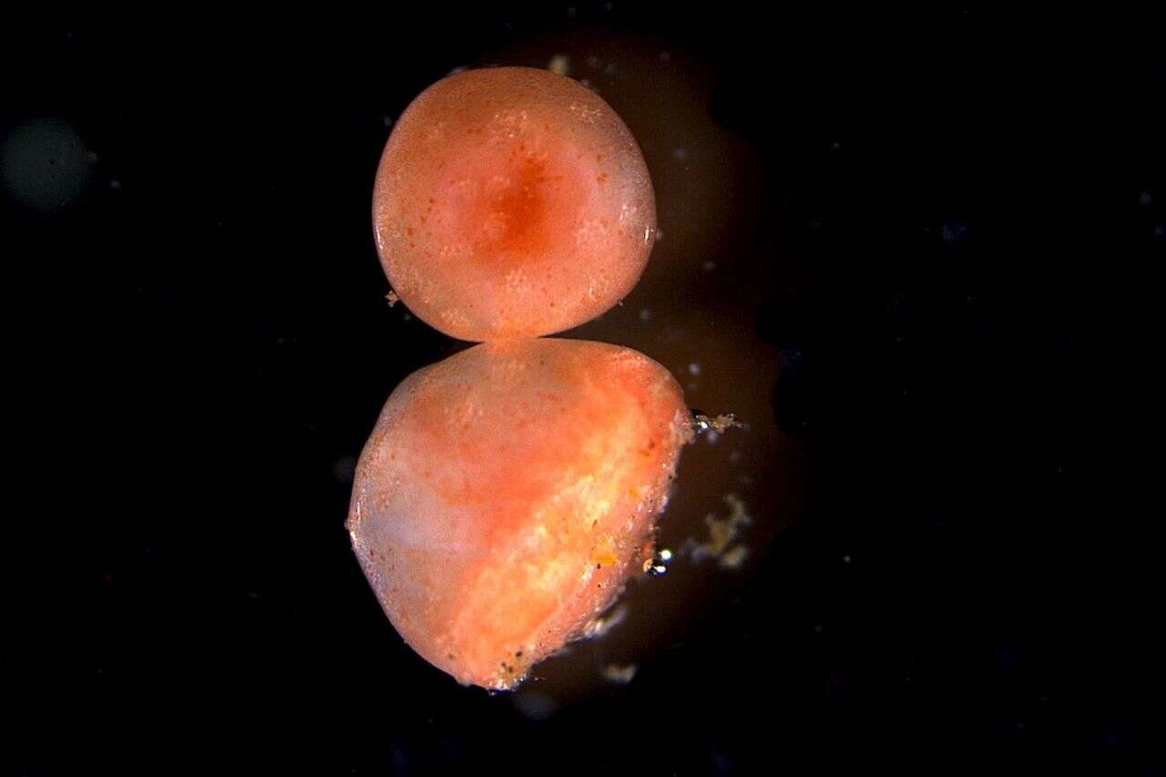 The kind for eternal life? The strange find that amazed the scientists