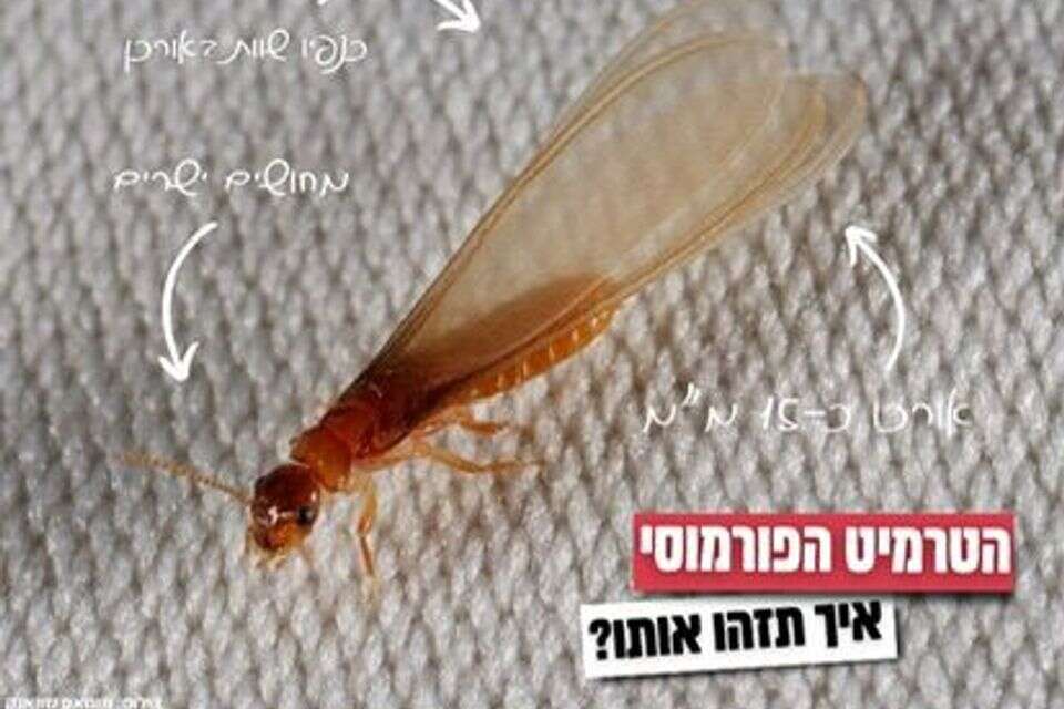 הטרמיט הפורמוסי. אינו עוקץ או מעביר מחלות , המשרד להגנת הסביבה