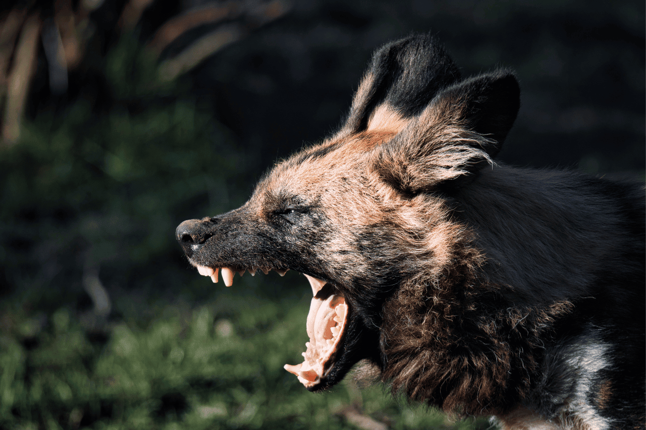 Ministry of Health Warning: Rabid dog found in Givat Ze'ev