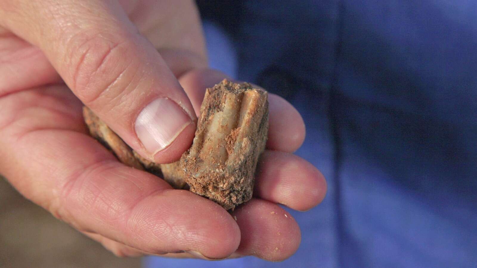 "ניצנים שהובילו להתפתחות התרבות המורכבת שלנו" , אמיל אלג'ם, רשות העתיקות
