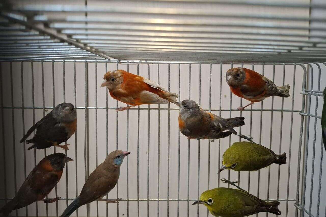 An attempt to smuggle 90 rare birds was foiled