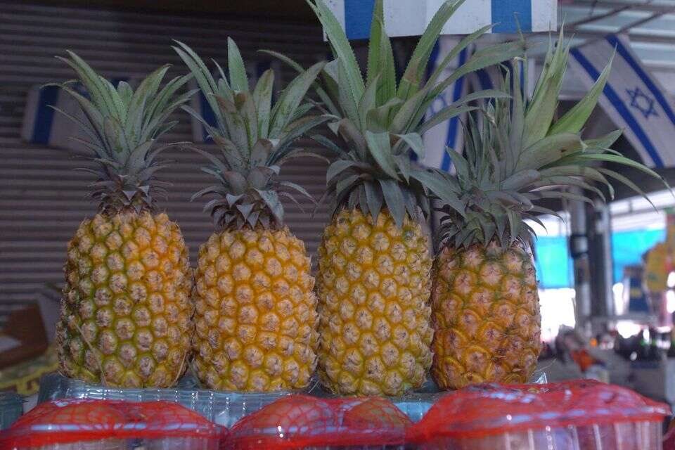 אננס , דודו גרונשפן
