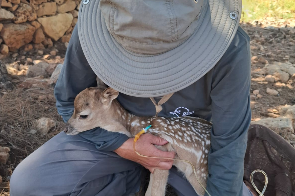 בייבי-בום בכרמל: עשרה גורים ועופרים נולדו בשמורה