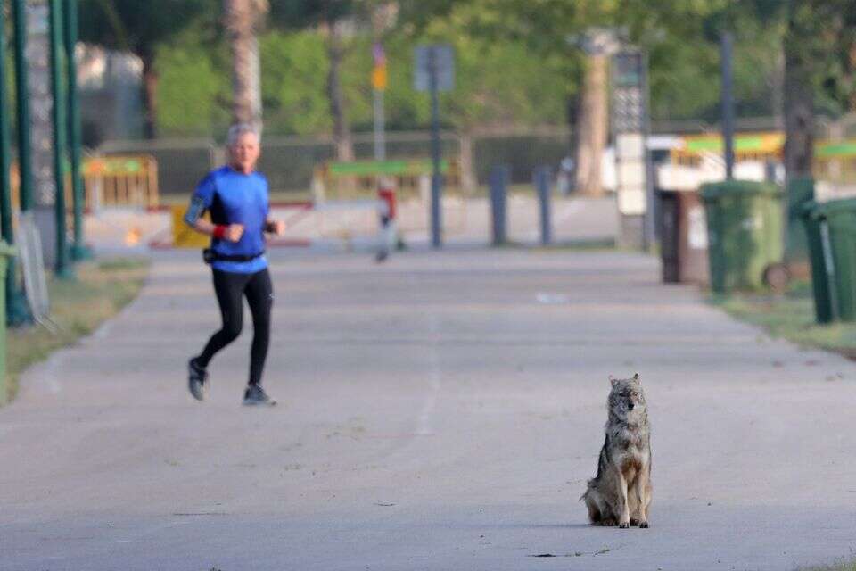 תן בפארק הירקון , גדעון מרקוביץ'