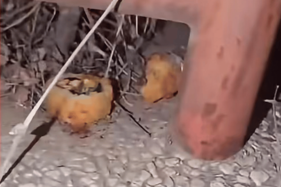 חתיכות הסושי שהושארו בכניסה לבניין , צילום מסך, ''המבקרים''