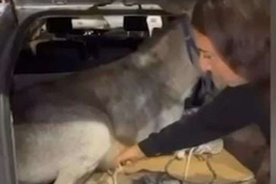החמור כפות בבגאז' , דוברות המשטרה
