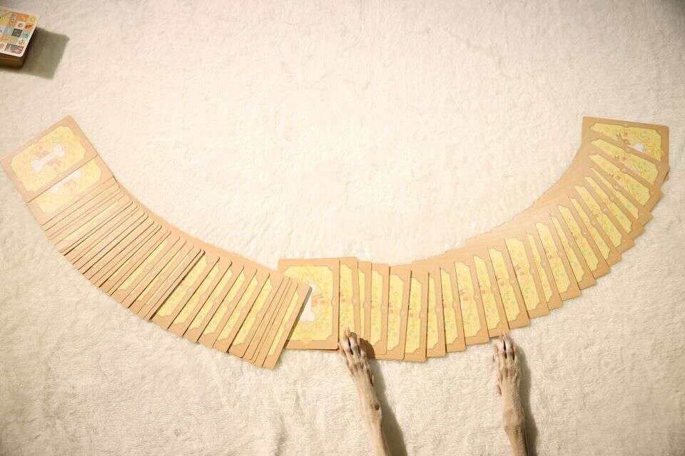 קלפי טארוט לחיות , רויטרס