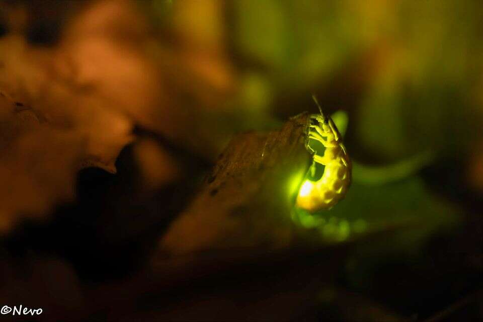 גחלילית , נבו רייכמן, INaturalist