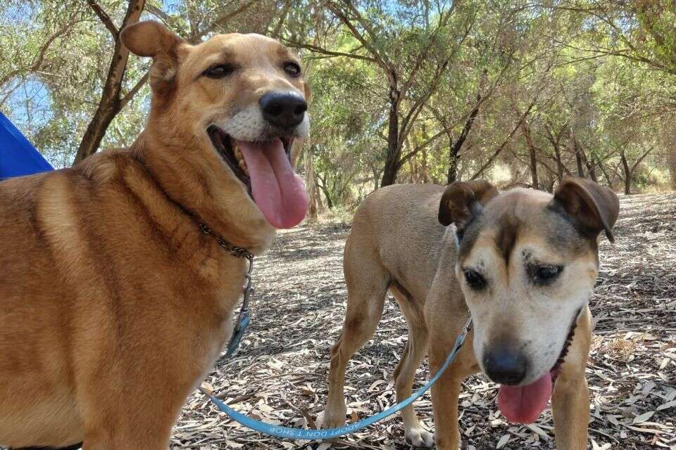 חסון ופנסי מחפשים בית חם ואוהב , תנו לחיות לחיות