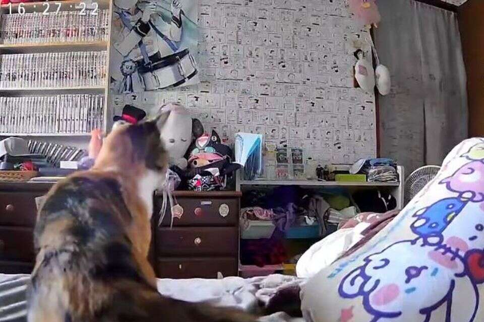 החתול ברעידת האדמה ביפן , צילום מסך X