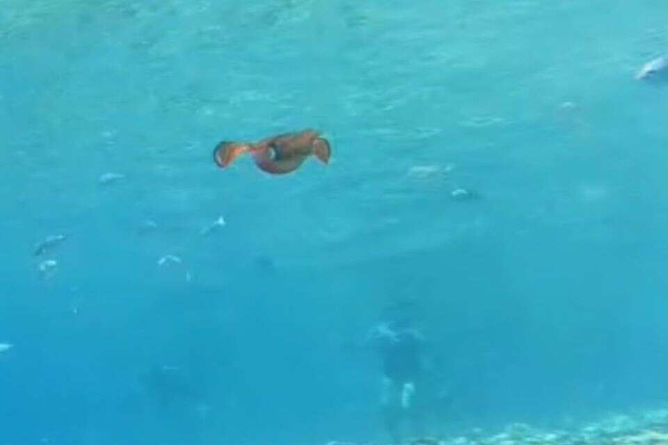 בין המבקרים. להקת דיונונים מרהיבה נצפתה באילת , נחום אסד