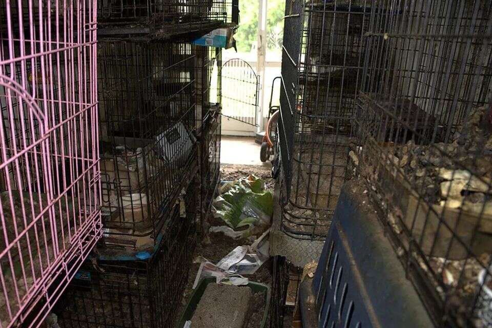 הבית בפלורידה שבו שהו החתולים והכלבים שעברו התעללות , ניו יורק טיימס