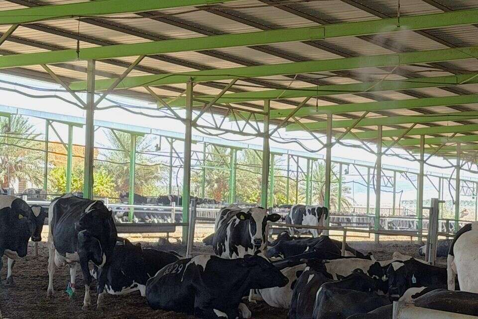 מערכת צינון ברפת עידן בערבה התיכונה , ענת אביגד
