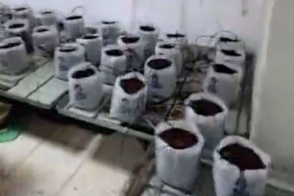 השתילים שנתפסו , משטרת ישראל