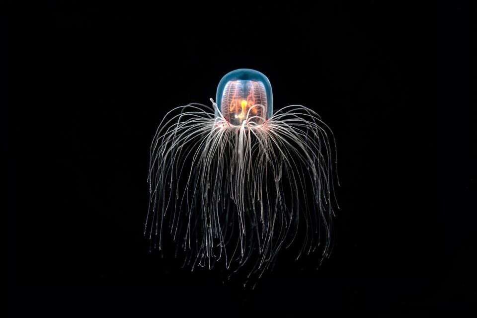 Turritopsis dohrnii, commonly known as the "immortal jellyfish," is a species of jellyfish that has a unique ability to revert its cells back to their earliest form, essentially reversing the aging process. This extraordinary biological trait allows the jellyfish to potentially live indefinitely, leading to its nickname.
When facing unfavorable conditions or stress, the adult Turritopsis dohrnii can transform its adult cells into specialized cells called "youth cells," effectively reverting back to its juvenile stage. This process, known as transdifferentiation, enables the jellyfish to restart its life cycle and avoid the natural aging process seen in other organisms.
The remarkable regenerative abilities of Turritopsis dohrnii make it a subject of scientific interest, as researchers seek to understand and potentially harness these mechanisms for applications in regenerative medicine and anti-aging studies. *** Local Caption *** 23.06.24 ,