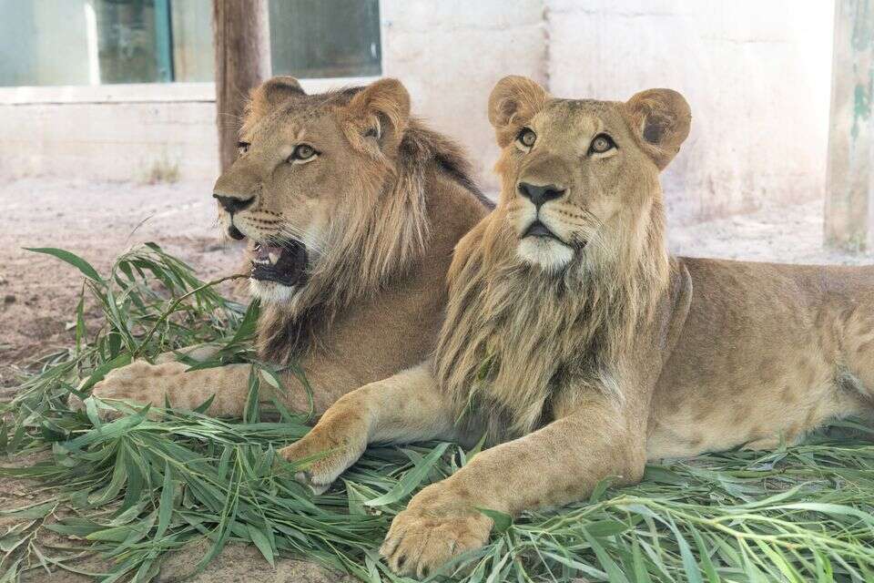אורי ובן צור כיום , אורי לניאל, רשות הטבע והגנים