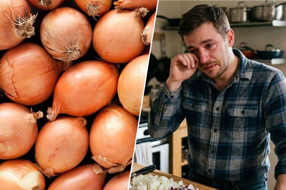 איך לא לדמוע מבצל , בינה מלאכותית, Gקאאט ןצשעקד