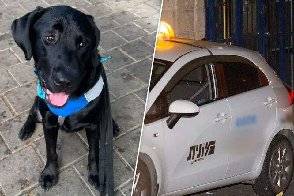 נהגי המוניות מסרבים לקחת כלבי נחייה , פארן רז, יוסי זליגר