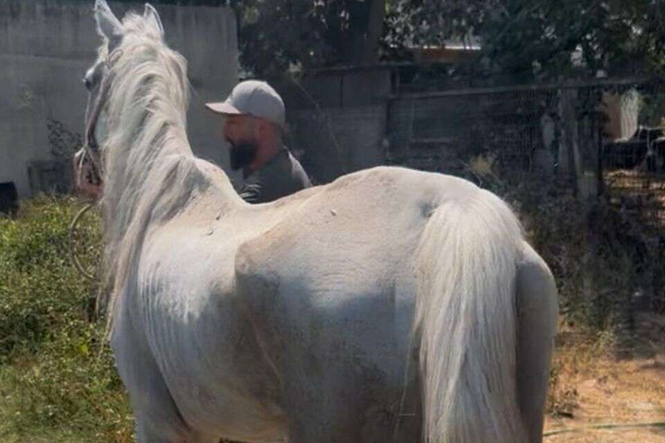 אחד הסוסים שנמצאו ע"י הפקחים , משרד החקלאות וביטחון המזון