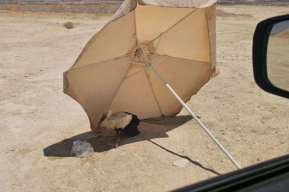 החסידה מקבלת טיפול ראשוני על ידי עובד חברת החשמל , 