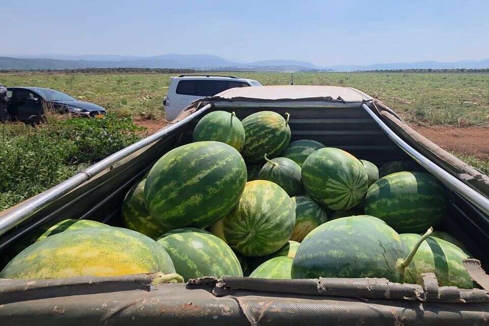 גובי האבטיחים נתפסו בשעת מעשה , דוברות המשטרה