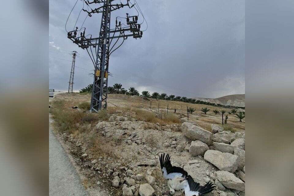 חסידות ללא וח חיים בבקעת הירדן , יותם בשן, החברה להגנת הטבע