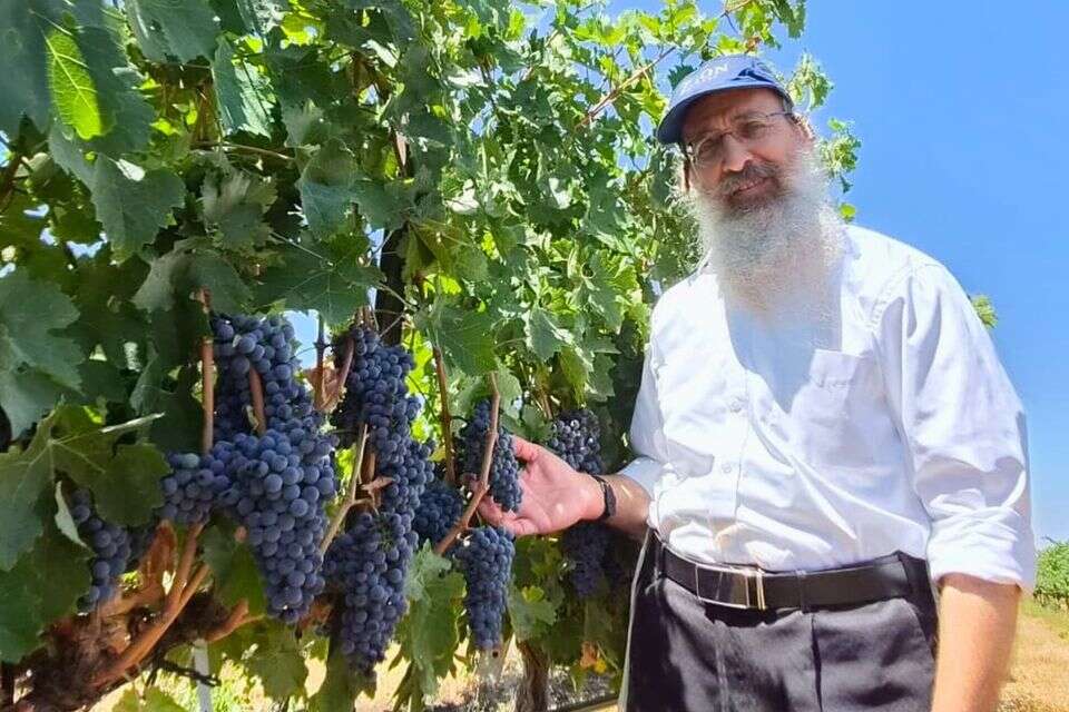 צביקה שור , יקב ציון