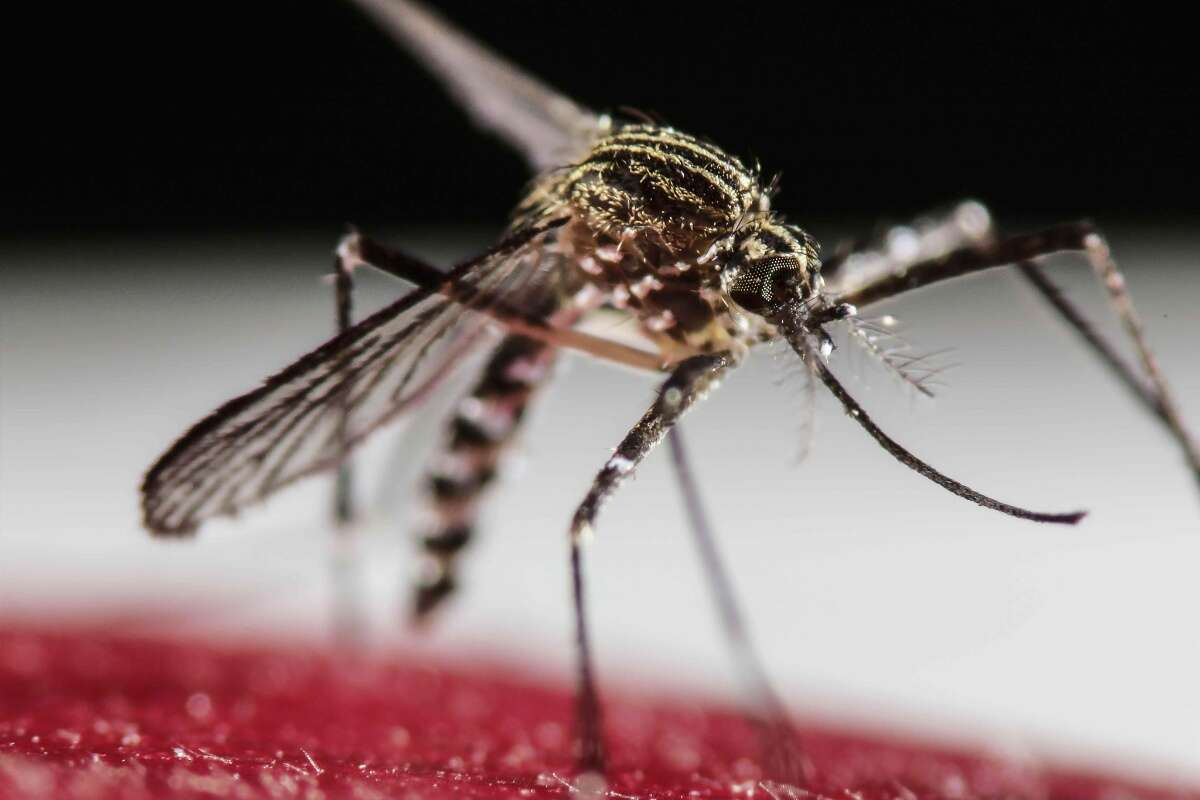 Rise in West Nile Fever Cases: New Guidelines for the Public