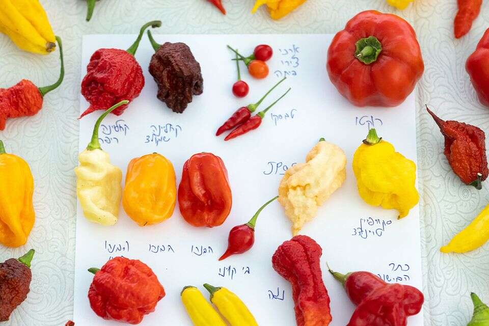 פלפלים חריפים של יאיר דינר , איתיאל ציון