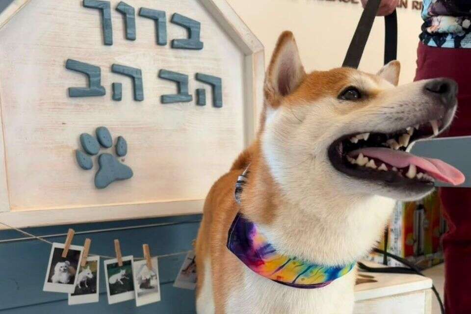 הקבלה המיוחדת לכלבים , טל פינקלשטיין