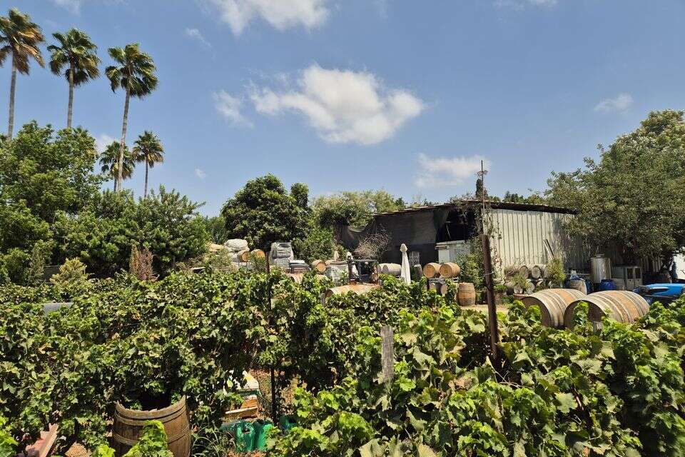 ירוק גם בשיא הקיץ. יקב וילה וילהלמה , סהר אברהמי
