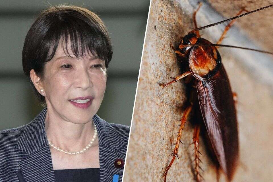 ראש ממשלת יפן על המקק ש"חוסל" בביתה: "היה לי עצוב" , Getty images, AP