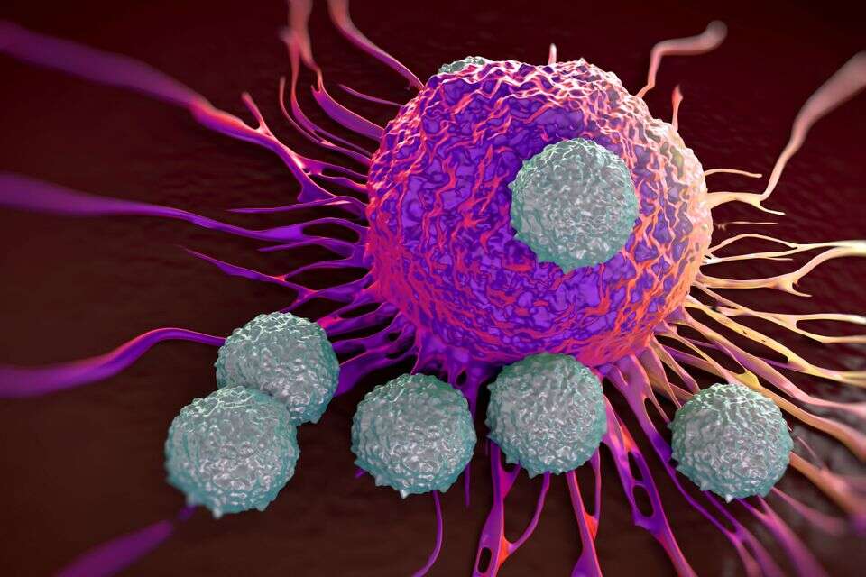 T-cells attacking cancer cell  illustration of  microscopic photos *** Local Caption *** 17.02.16
07.03.18 , 