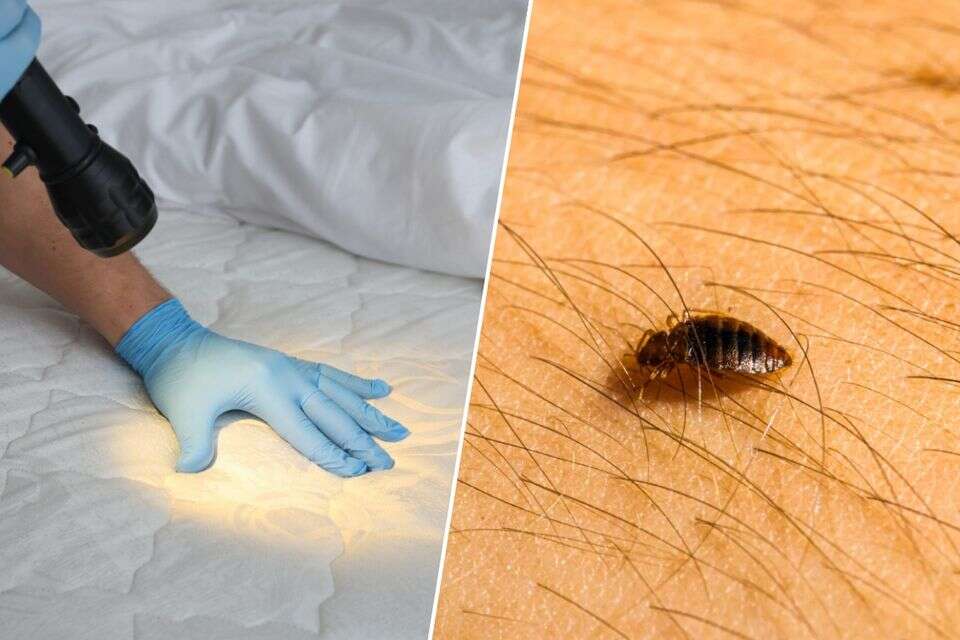 יש שתי נקודות תורפה. פשפש המיטה , Getty Images
