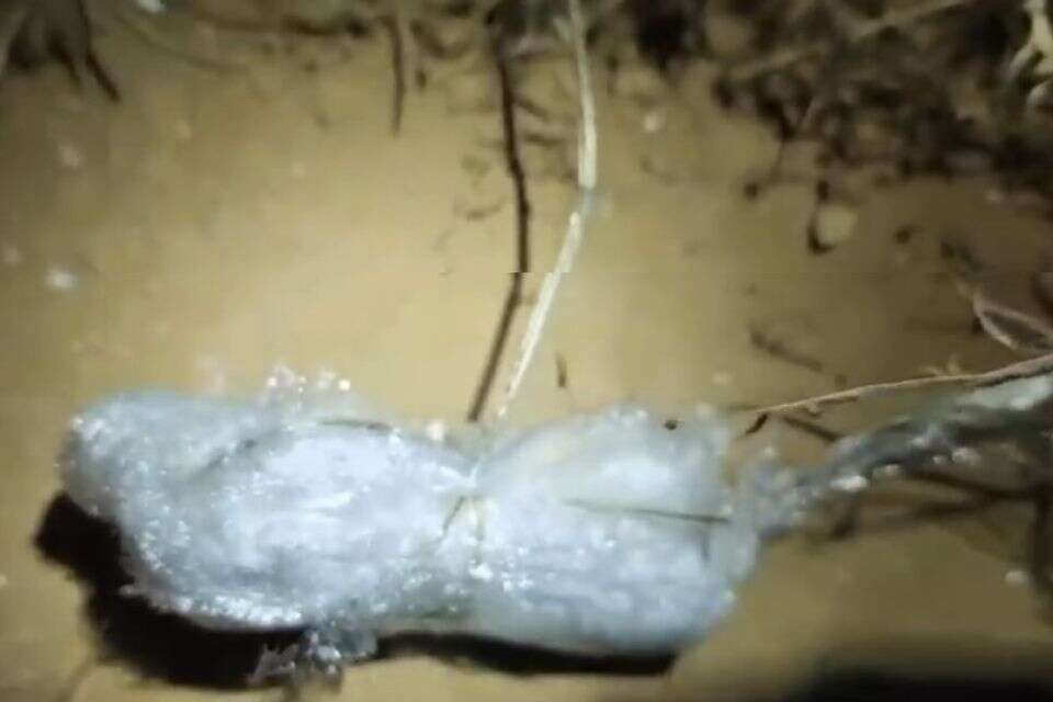 ניסיון להחדיר סמים לכלא אשל , דוברות שב"ס