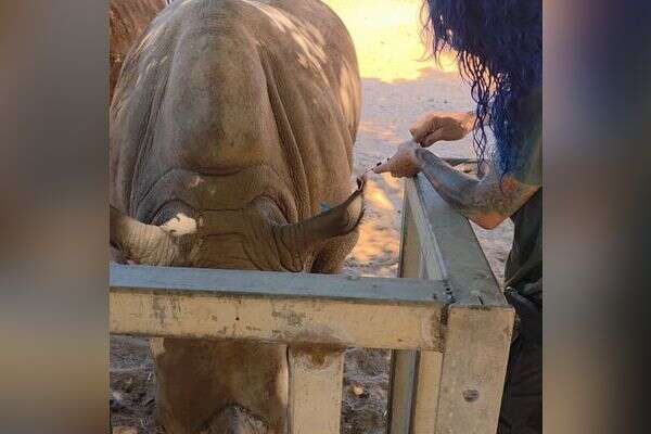 Medical achievement at the Ramat Gan Safari: Blood test for a rhinoceros without anesthesia