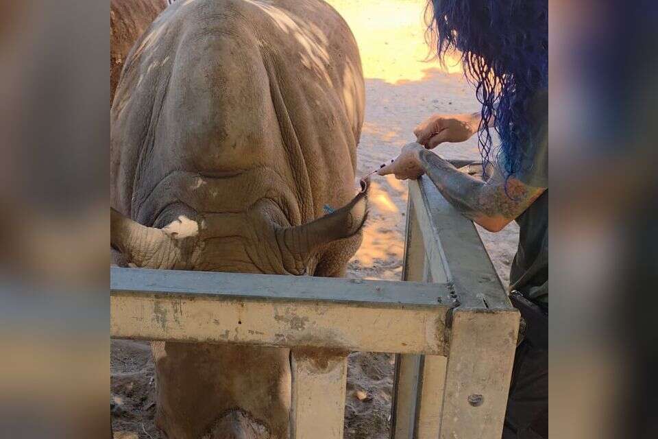 לקיחת דם מקרפית בספארי , דוברות הספארי