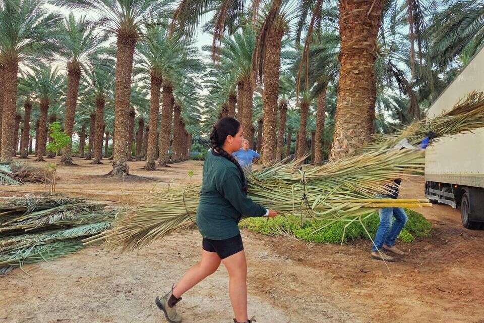 חקלאי הערבה התיכונה במשלוחים אחרונים של כפות תמרים , הילה אלבז, הערבה התיכונה