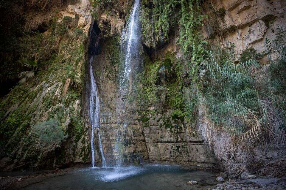 שמורת עין גדי , אורן בן חקון